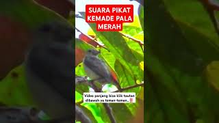 Download lagu pikat kemade gacor pancingan kemade #kemadegacor #kemade #kemadepikat #pikatkemade #pikat burcil mp3