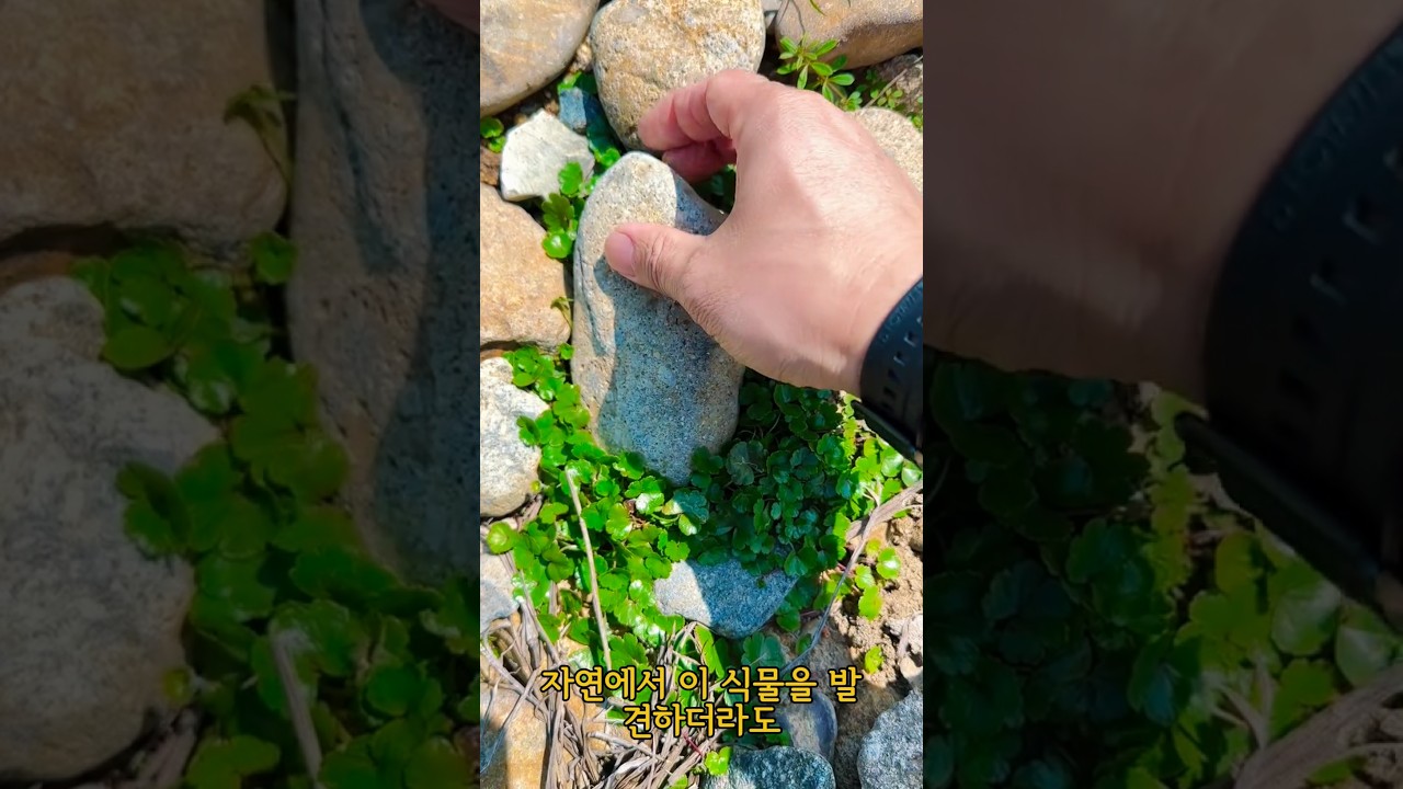 이 시냇가 식물을 지나치지 마세요