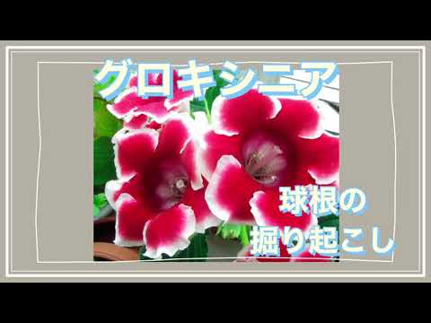 グロキシニア 植物