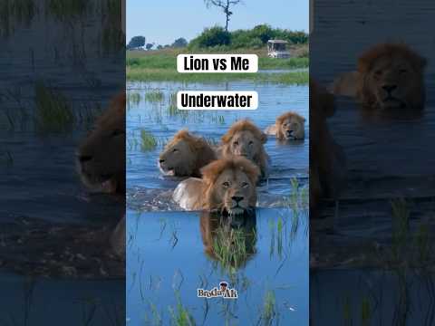 Lion vs me