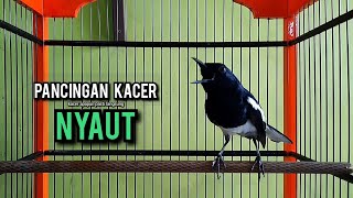 Download lagu kacer gacor NGEPLONG tarung ini paling ampuh buat PANCINGAN KACER agar EMOSI mp3