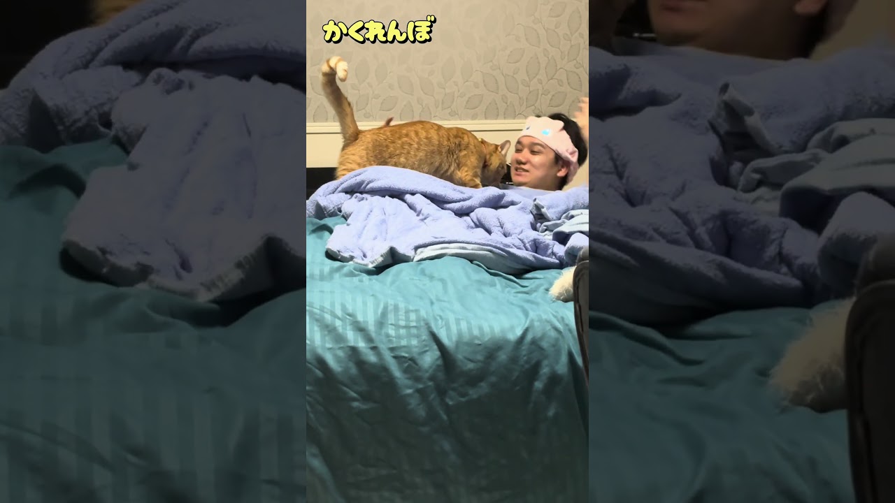 うちの猫はかくれんぼの鬼ができます(かわいい) #猫