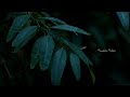 Idukki Song Wattsapp Status Maheshinte Pradhikaram Movie 30 Sec P53 STUDIO