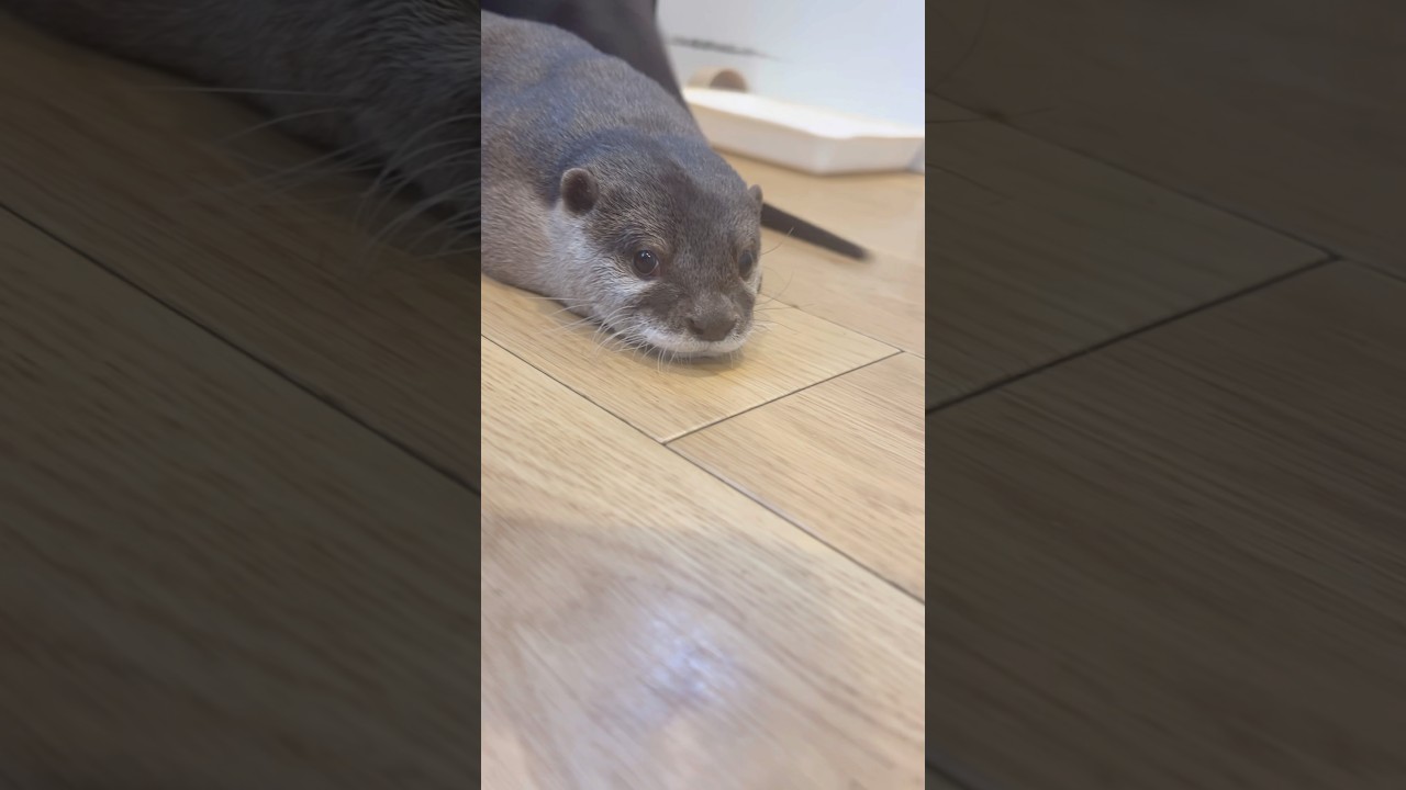 ふうくんを後ろから観察👀 #カワウソ #otter #癒し