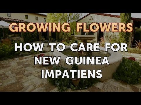 How to Grow Lantana From Saved Seeds