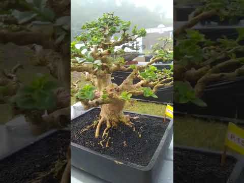 PAMERAN BONSAI