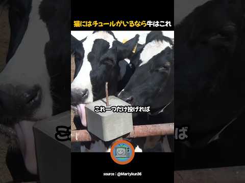 牛や牛は何を食べますか?