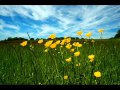 Golden Smog - Cure for This
