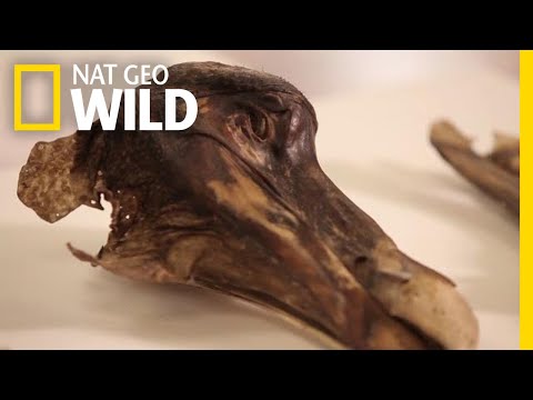 Dodo Raphus cucullatus museum specimen