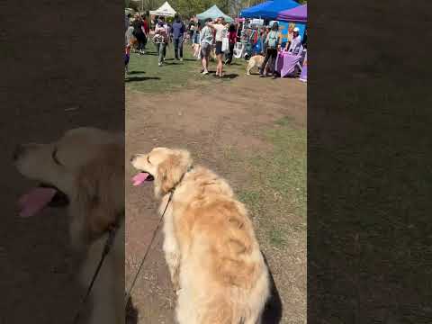 #conversion #goldenretriever #dog #doglover #puppy #gathering #playwithanimals #funnyvideo #spring