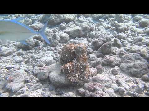 Hunting Octopus part 2