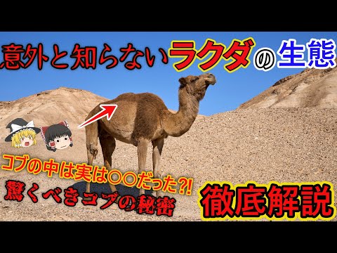 フタコブラクダ (Camelus bactrianus)