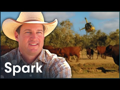 The Australian Farm So Big They Use Helicopters To Herd Cattle | Big Australia