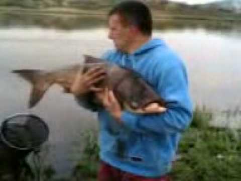 Captura Fitofag Lac Brateni