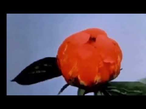 GORDOMELLOW - liztomania.777