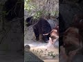 Bear bayed up in a creek… #bear #hunting #hounddog #hound #wheelerhounds #chase