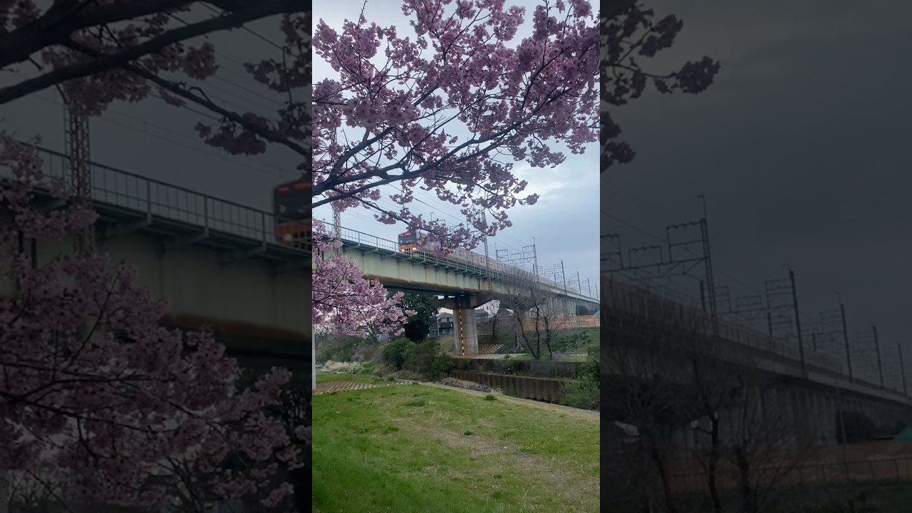 Japan 2026 Spring #trending #sakura #viral #youtubeshorts  #viralvideo