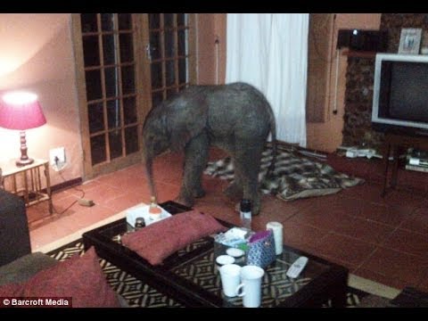Baby Elephant Wanders Into Home