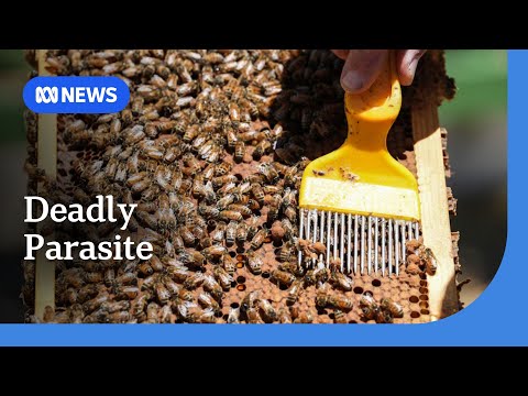 1000 Hives video