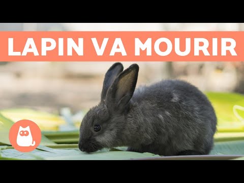 5 Symptoms to Know if a Rabbit is Going to Die