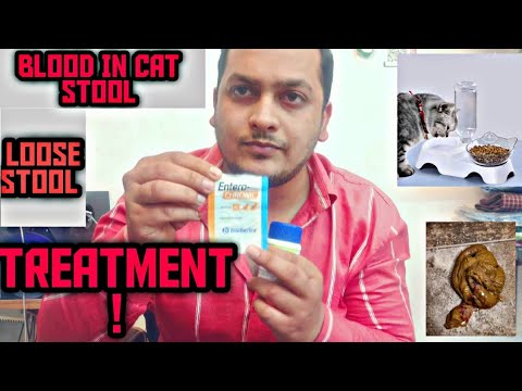 Cat loose stool || diarrhoea Treatment || causes  || blood in stool