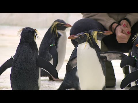 Új frakkosok Nyíregyházán - Sziklaugró pingvinek érkeztek az állatparkba