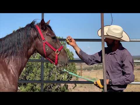 Week 1 Summary, Player’s Choice Extreme Mustang Makeover 2020