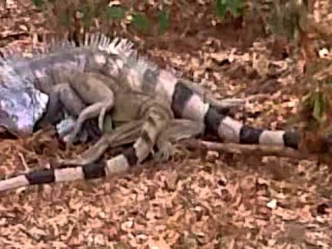 HoFfie Ambiente Natural.Bonaire. Yuana den akshon.