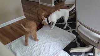 Video preview image #1 Poochon Puppy For Sale in Oakhurst, NJ, USA