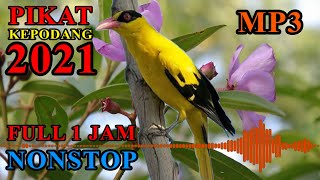 Download lagu SUARA PIKAT KEPODANG EMAS SANGAT JERNIH AMPUH FULL MP3 SATU JAM NONSTOP mp3 Download lagu SUARA PIKAT KEPODANG EMAS SANGAT JERNIH AMPUH FULL MP3 SATU JAM NONSTOP mp3
