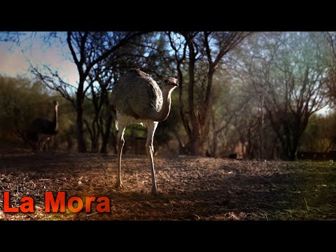 247 La Mora (Mendoza) - Ranches and Traditions