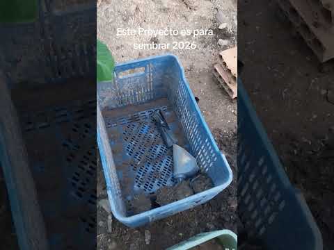 Sembrando Plantas de Onoto Brasilero #venezuela #Trujillo #Bolívar