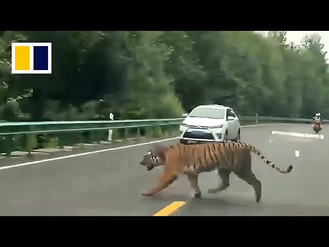 Tiger walks on highway in China, shocking motorists