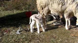 More Random Lamb Cuteness