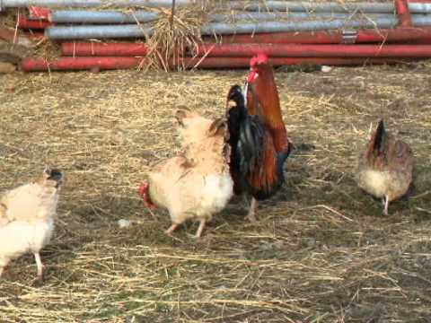 Sulmtaler Hühner von Biohof Hausberg