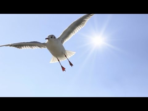 junxpunx - flying(2015)