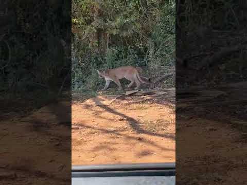 Onça-Parda é filmada novamente e alerta para cuidados em Faxinal