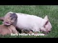 French Bulldog dogs for sale: Beauty - Video 1
