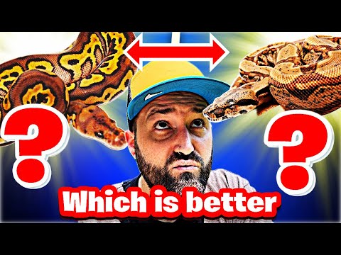 Ball Python vs Boa Constrictor Which Snake Should You Get?