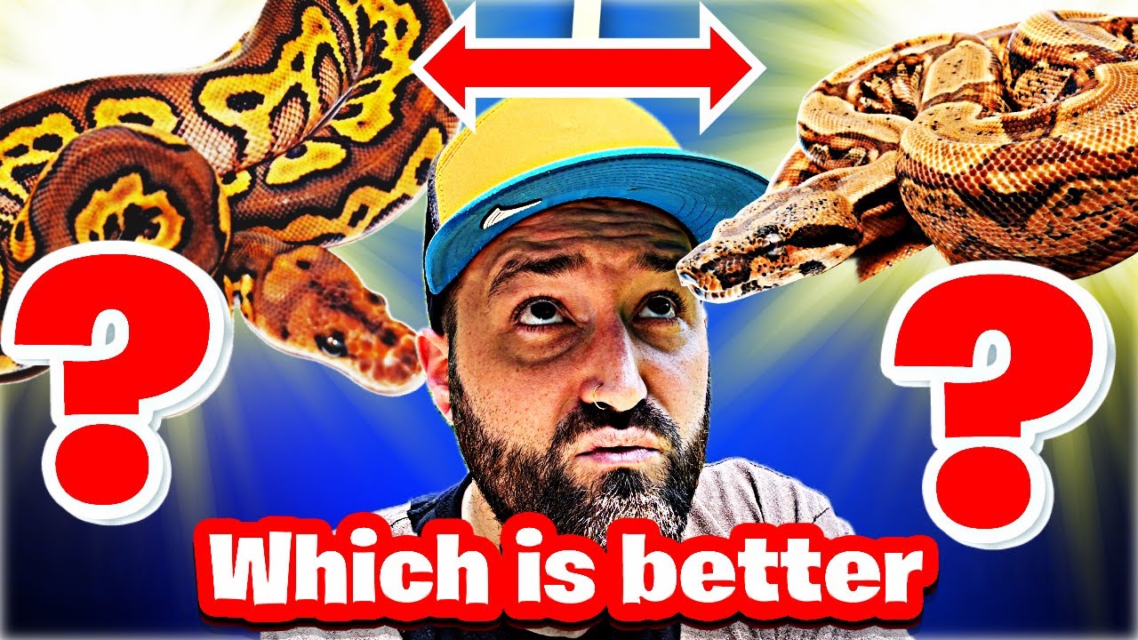 Ball Python vs Boa Constrictor Which Snake Should You Get?