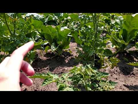 Eksperyment z pomidorami.Skórka banana pod korzeń?!