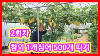 참외달인 1개심어 500개따기 2회차~참외순지르는시기,적심 참외재배방법,키우기,전원일기 세상에 이런일기,인간…