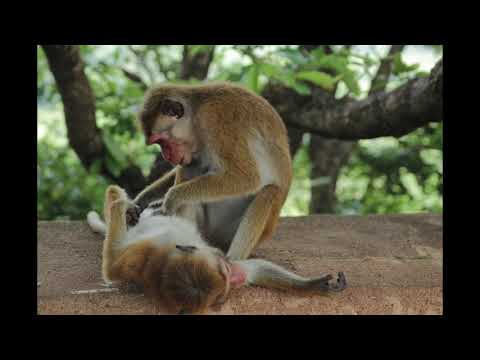 Bungalovy uprostřed přírody na Srí Lance