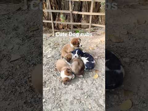 Cute dog cubs #status #010 #hashtag #dog #animals