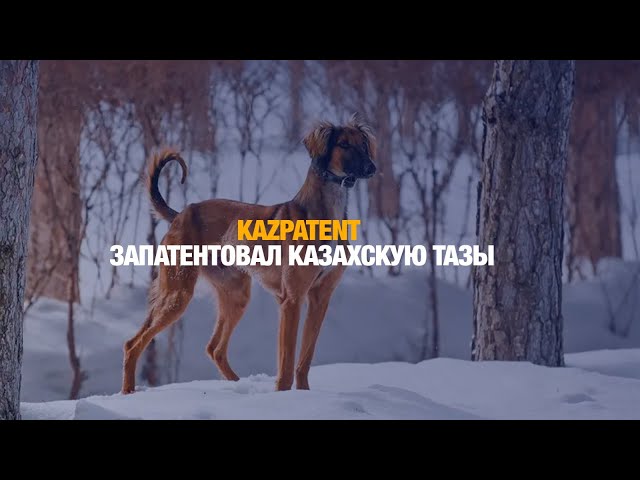 Qazpatent запатентовал казахскую тазы