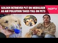 Delhi Pollution News Animals Struggle To Breathe As Delhi Air Turns Toxic