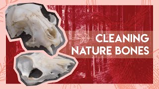 How to clean natural bones | DIY