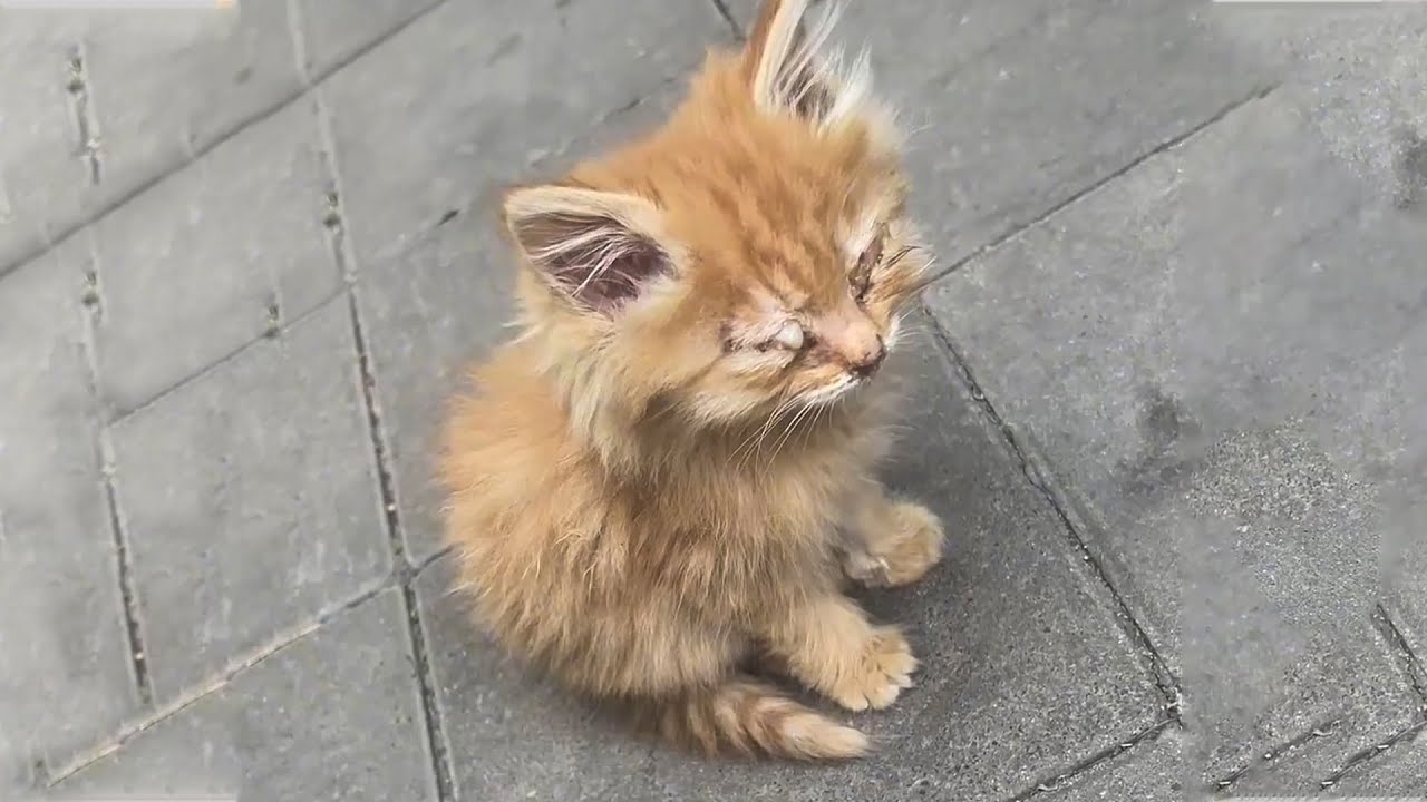The stray kitten can't see anything, sitting alone, about to starve to death...