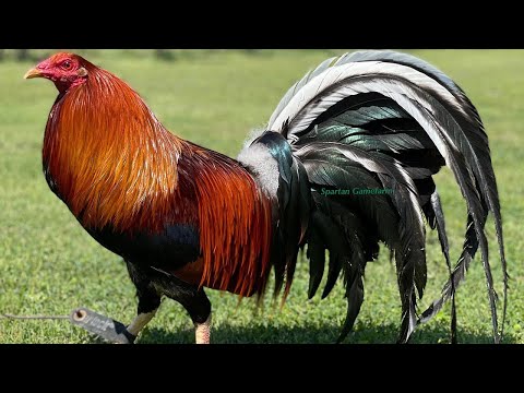 Beautiful Birds BLUE ASIL Spartan Farm California - Farm Visit