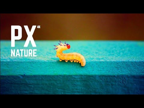 Monster leech swallows giant worm - Wonders of the Monsoon | Pix Nature